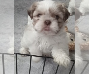 Shih Tzu Puppy for sale in LOCKPORT, NY, USA