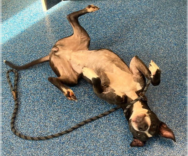 Medium Photo #2 Mutt Puppy For Sale in Tarboro, NC, USA