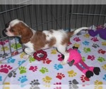 Small #7 Cavalier King Charles Spaniel