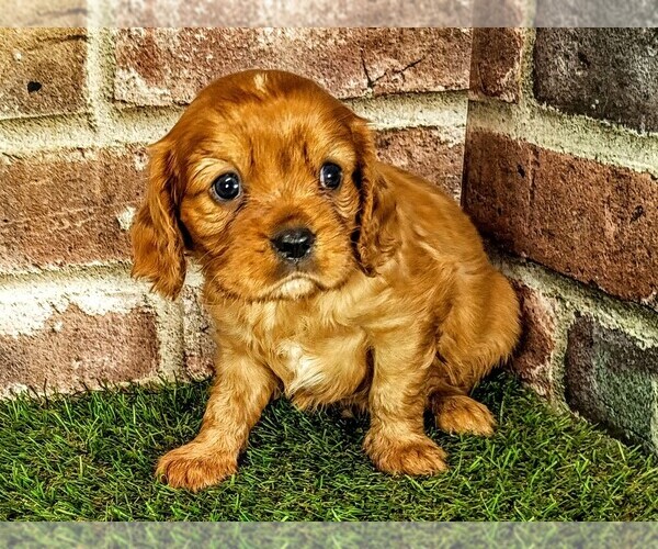 Medium Photo #4 Cavalier King Charles Spaniel Puppy For Sale in MOBERLY, MO, USA
