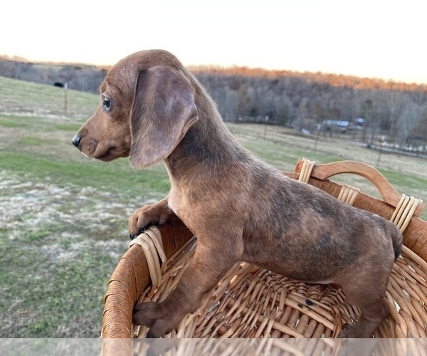 Medium Photo #10 Dachshund Puppy For Sale in LAWRENCEBURG, TN, USA