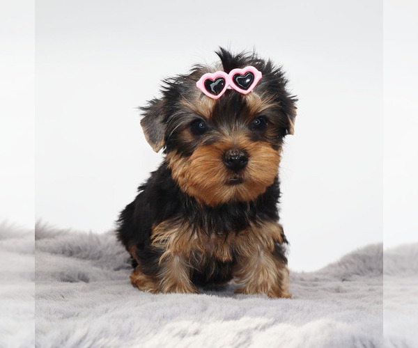 Medium Photo #2 Yorkshire Terrier Puppy For Sale in LOS ANGELES, CA, USA