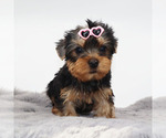 Small #1 Yorkshire Terrier