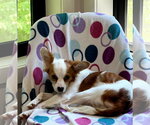 Small Cavalier King Charles Spaniel Mix