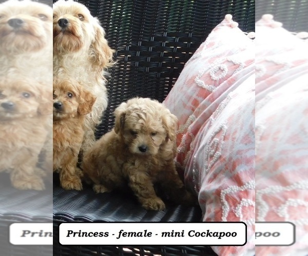 Medium Photo #2 Cock-A-Poo Puppy For Sale in CLARKRANGE, TN, USA
