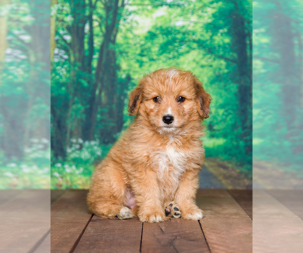 Medium Photo #3 Aussiedoodle Miniature  Puppy For Sale in SHIPSHEWANA, IN, USA