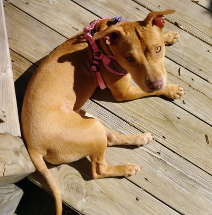 Medium Photo #1 American Staffordshire Terrier Puppy For Sale in ATLANTA, GA, USA