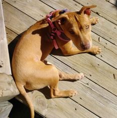 American Staffordshire Terrier Dogs for adoption in ATLANTA, GA, USA