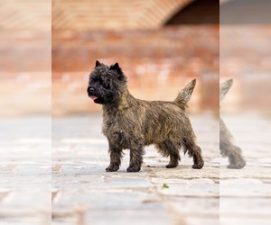 Mother of the Cairn Terrier puppies born on 10/27/2023
