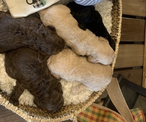 Labradoodle Puppy for sale in HENDERSON, KY, USA