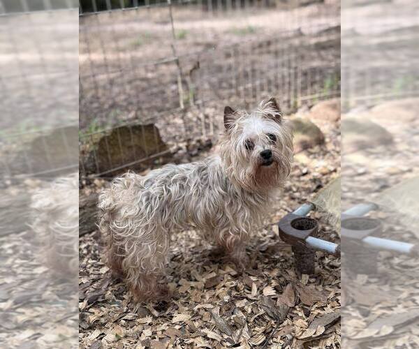 Medium Photo #11 Maltese Puppy For Sale in New York, NY, USA