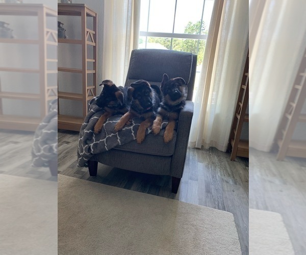 Medium Photo #3 German Shepherd Dog Puppy For Sale in DUNNELLON, FL, USA