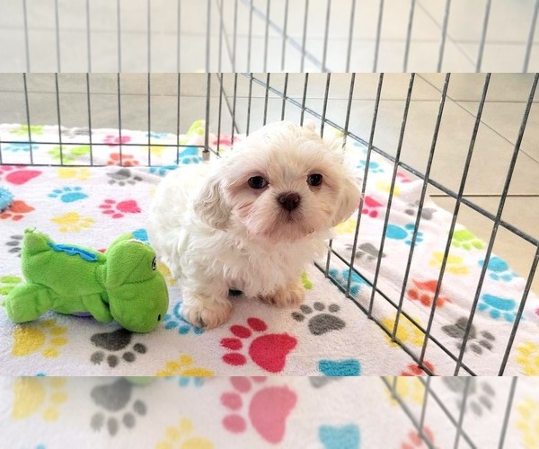 Medium Photo #15 Shih Tzu Puppy For Sale in ORO VALLEY, AZ, USA