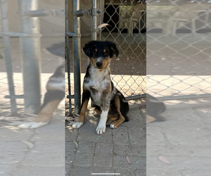 Australian Shepherd Puppy for Sale in PERRIS, California USA