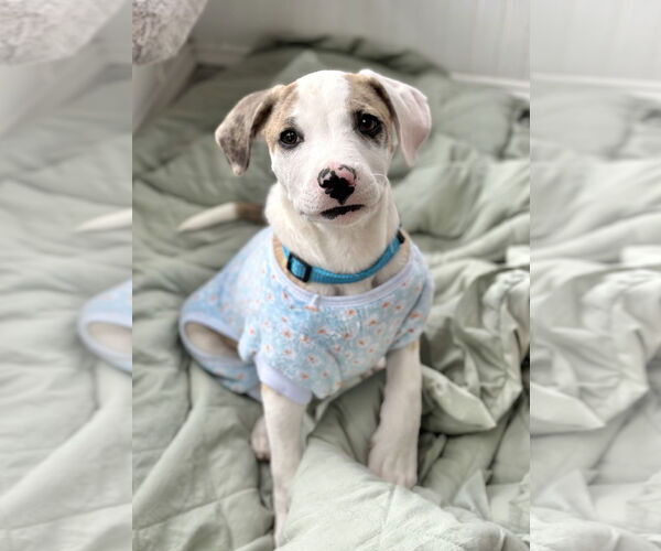 Medium Photo #4 Catahoula Leopard Dog-Unknown Mix Puppy For Sale in Rockaway, NJ, USA