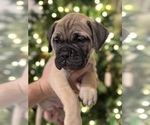 Puppy White Bullmastiff