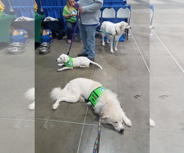 Medium Photo #49 Chow Chow-Great Pyrenees Mix Puppy For Sale in Houston, TX, USA