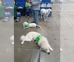 Small #48 Chow Chow-Great Pyrenees Mix