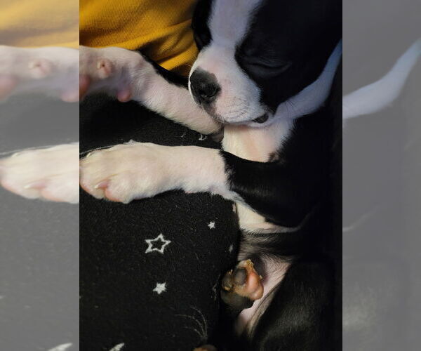Medium Photo #10 Boston Terrier Puppy For Sale in MITCHELL, IN, USA