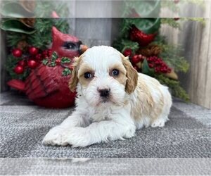 Cavapoo (Miniature) Puppy for sale in ELIZABETHTOWN, KY, USA