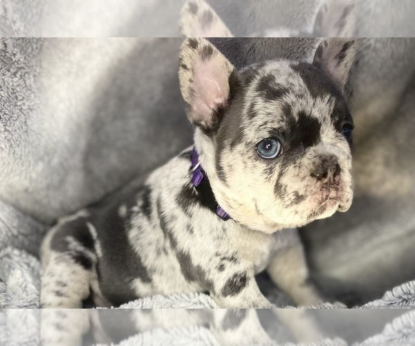 Medium Photo #8 French Bulldog Puppy For Sale in PITTSBURGH, PA, USA