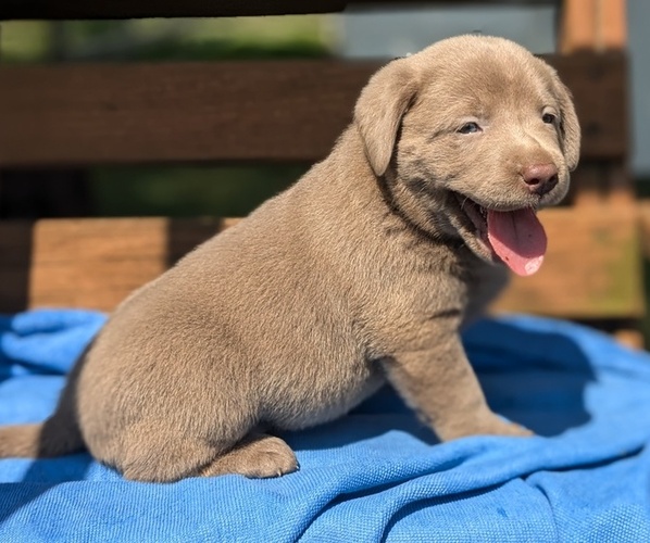 Medium Photo #1 Labrador Retriever Puppy For Sale in GOSHEN, IN, USA