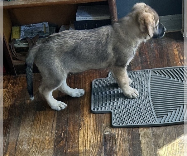Medium Photo #4 Shepradors Puppy For Sale in WILMINGTON, DE, USA