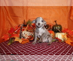 Small Photo #108 Chihuahua Puppy For Sale in CHARLESTON, AR, USA