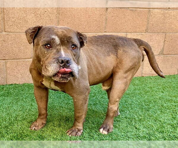 Medium Photo #2 Mutt Puppy For Sale in Moreno Valley, CA, USA