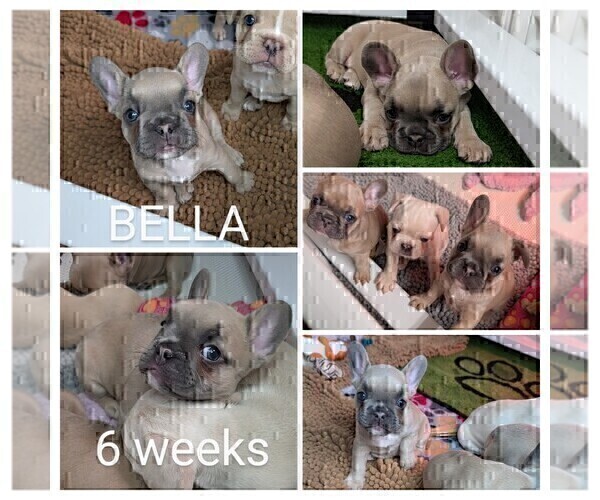 Medium Photo #19 French Bulldog Puppy For Sale in MCKINLEYVILLE, CA, USA