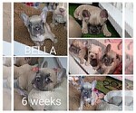 Small Photo #19 French Bulldog Puppy For Sale in MCKINLEYVILLE, CA, USA