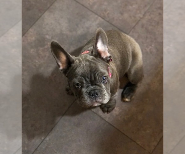 Medium Photo #7 French Bulldog Puppy For Sale in STOCKTON, CA, USA