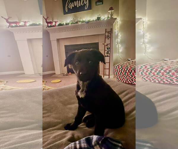 Medium Photo #4 German Shepherd Dog-Unknown Mix Puppy For Sale in Stephens City, VA, USA