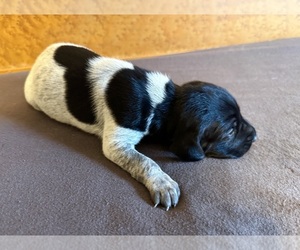 German Shorthaired Pointer Puppy for sale in WOODLAND PARK, CO, USA