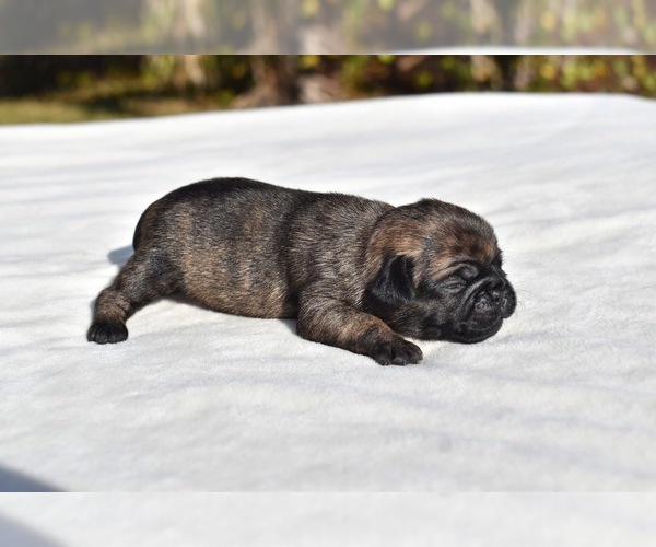 Medium Photo #3 Pug Puppy For Sale in PALM COAST, FL, USA