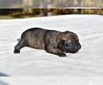 Small #2 Pug