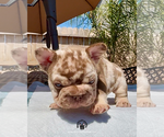 Small #1 French Bulldog