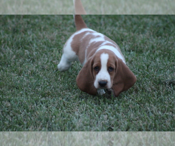 Medium Photo #41 Basset Hound Puppy For Sale in MEMPHIS, MO, USA