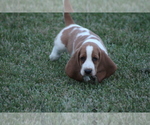 Small Photo #41 Basset Hound Puppy For Sale in MEMPHIS, MO, USA