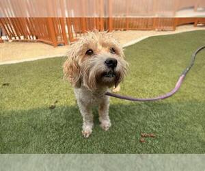 Mutt Dogs for adoption in Las Vegas, NV, USA