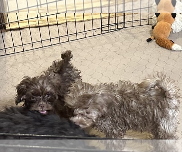 Medium Photo #4 Shih-Poo Puppy For Sale in GLOUCESTER, VA, USA