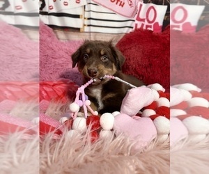 Medium Australian Shepherd