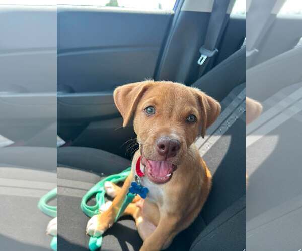 Medium Photo #5 Labrador Retriever-Unknown Mix Puppy For Sale in Sheboygan, WI, USA