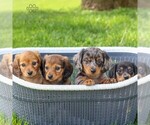 Small Photo #2 Dachshund Puppy For Sale in ANNVILLE, PA, USA