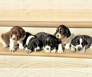 English Springer Spaniel Puppy for sale in BUFFALO, MN, USA