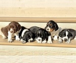 Small English Springer Spaniel