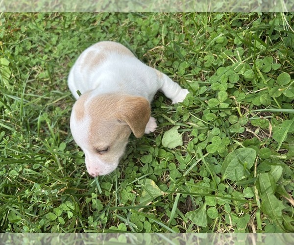 Medium Photo #27 Dachshund Puppy For Sale in MONONA, IA, USA