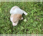 Small Photo #27 Dachshund Puppy For Sale in MONONA, IA, USA