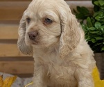 Small #6 Cocker Spaniel