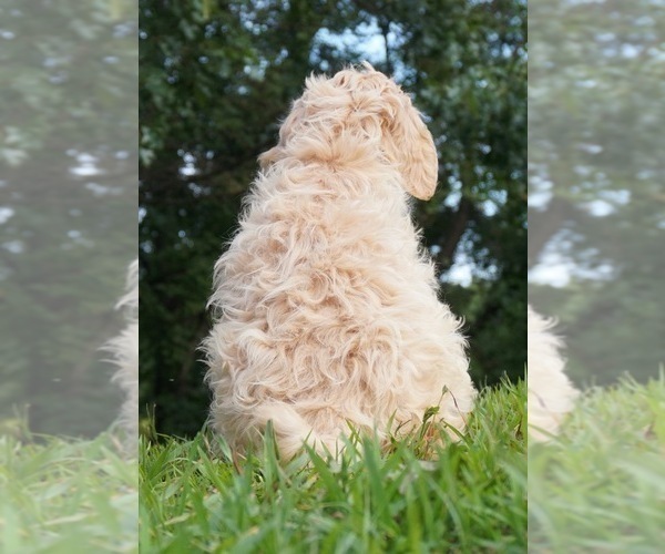 Medium Photo #4 Labradoodle-Poodle (Standard) Mix Puppy For Sale in WARSAW, IN, USA